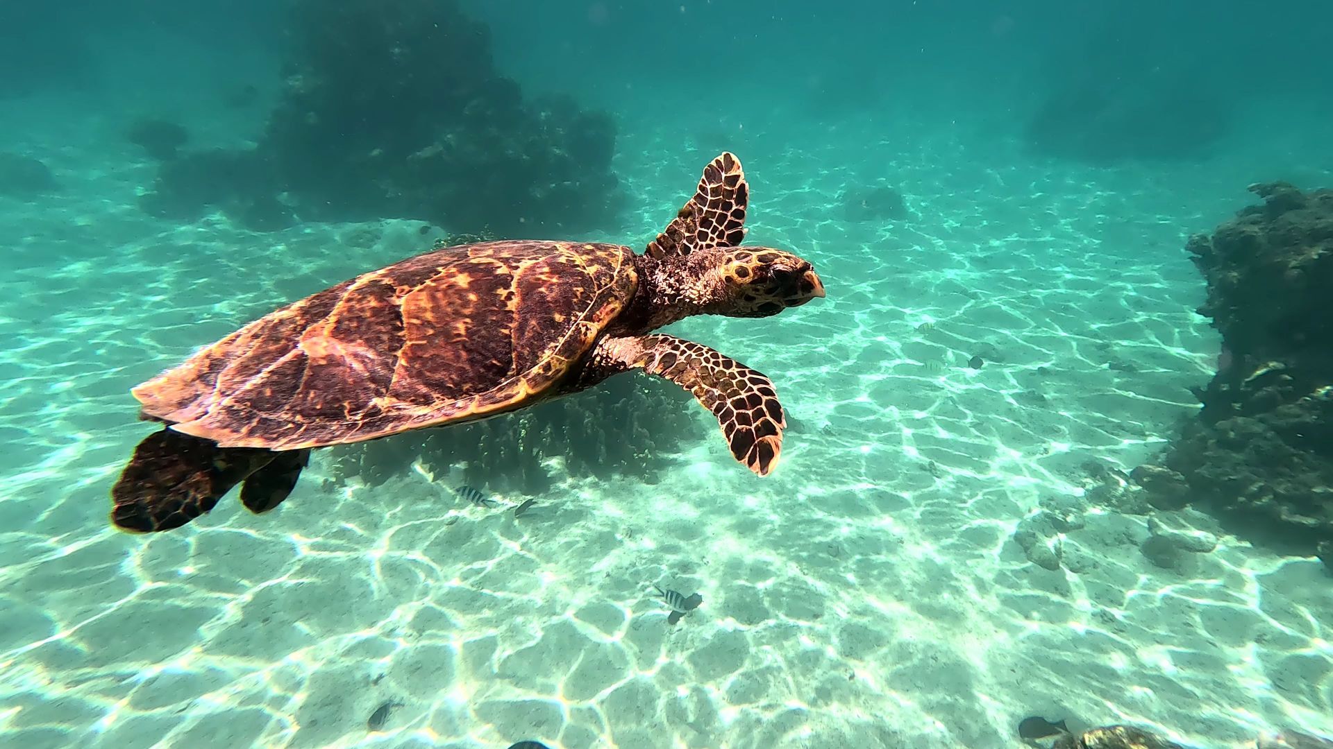 Turtle tours and advice