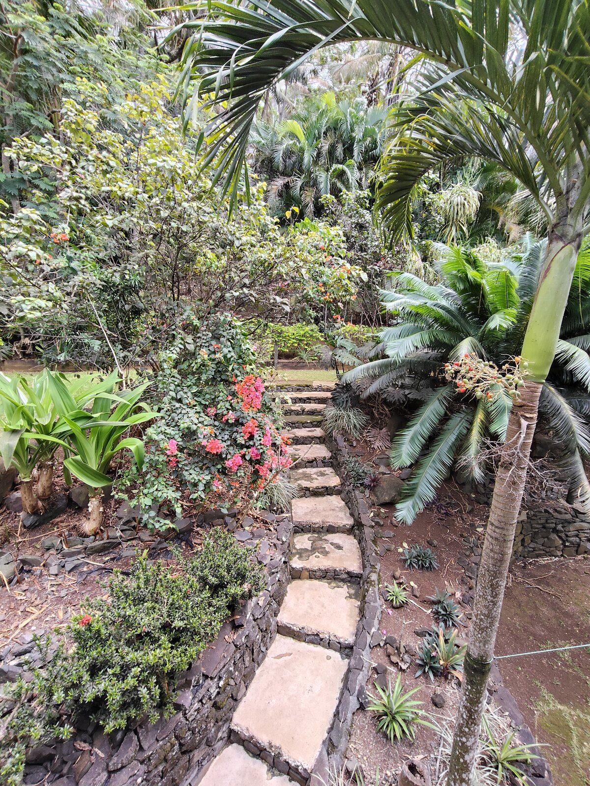 Stepping stones through the tropical gardens