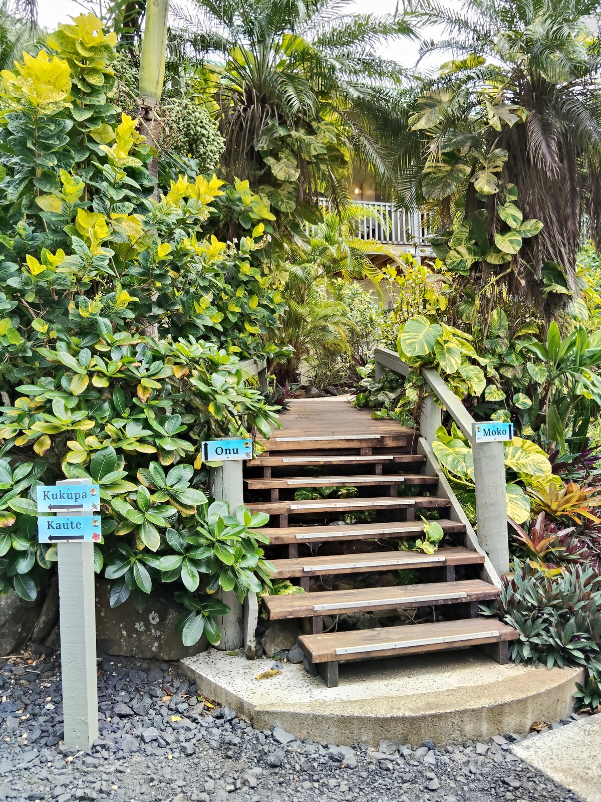 Garden pathways and tropical planting