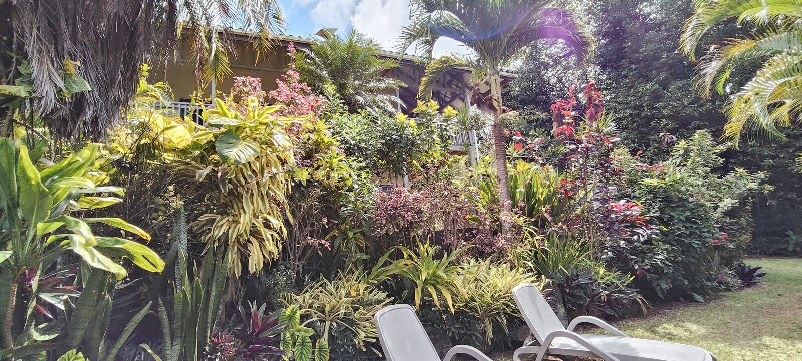 Lush garden with poolside loungers