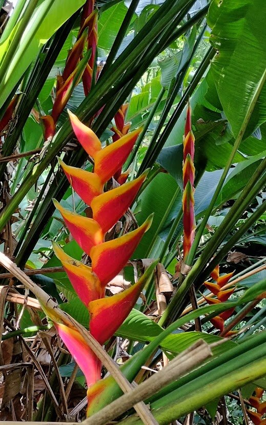 Bright red and yellow heliconia flowers in the tropical gardens
