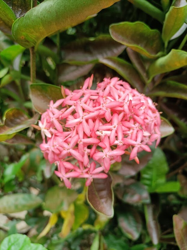 Cluster of pink tropical flowers in the Muri Retreat gardens