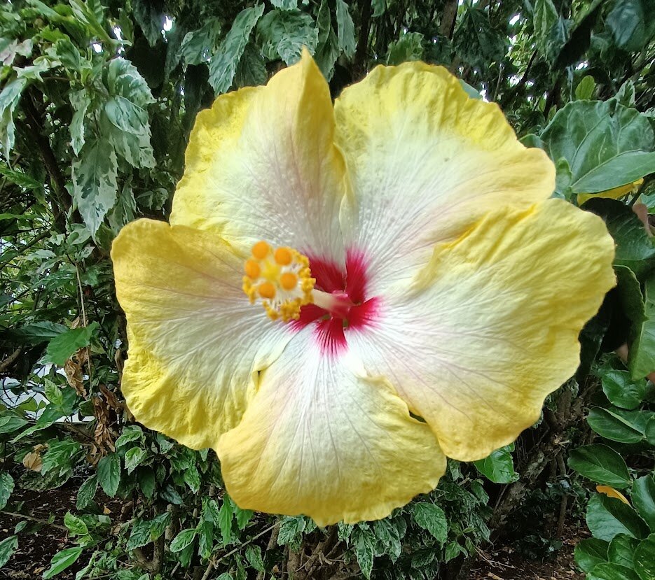 Large yellow hibiscus flower blooming in the tropical gardens