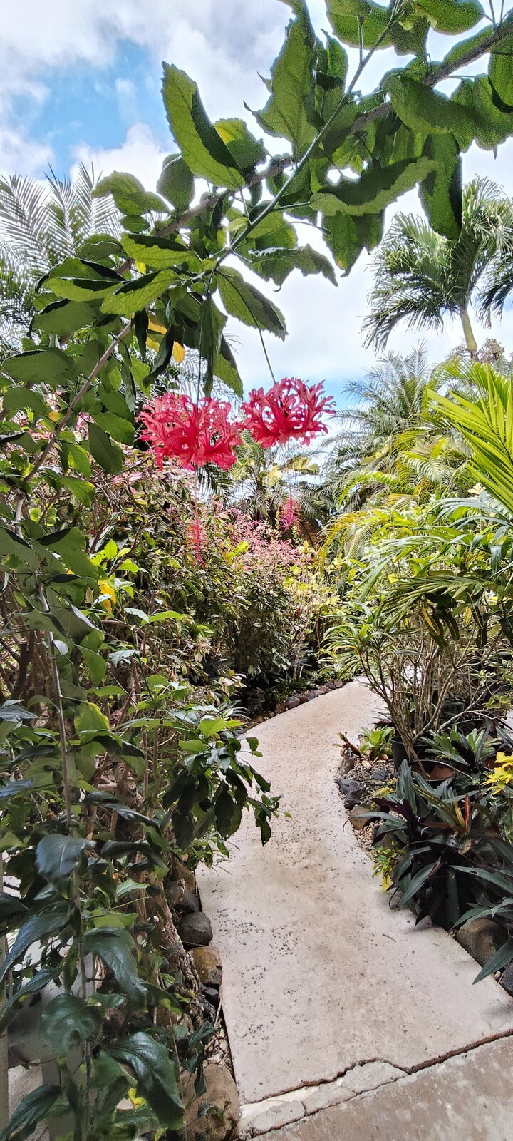 Tropical garden path near Kaute