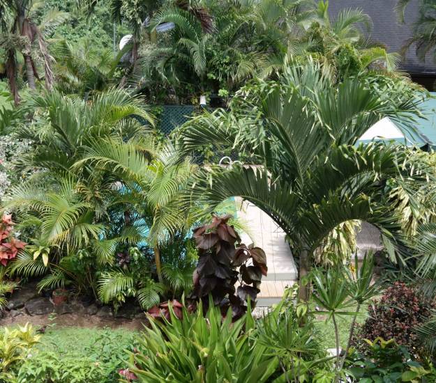 Private Studio with Lagoon View l KUKUPA l Muri Retreat Apartments