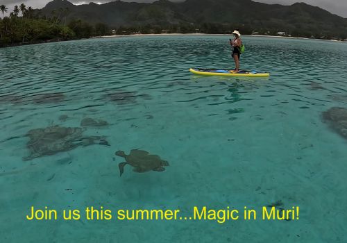 Relaxed Cruising with Muri Lagoon Turtle